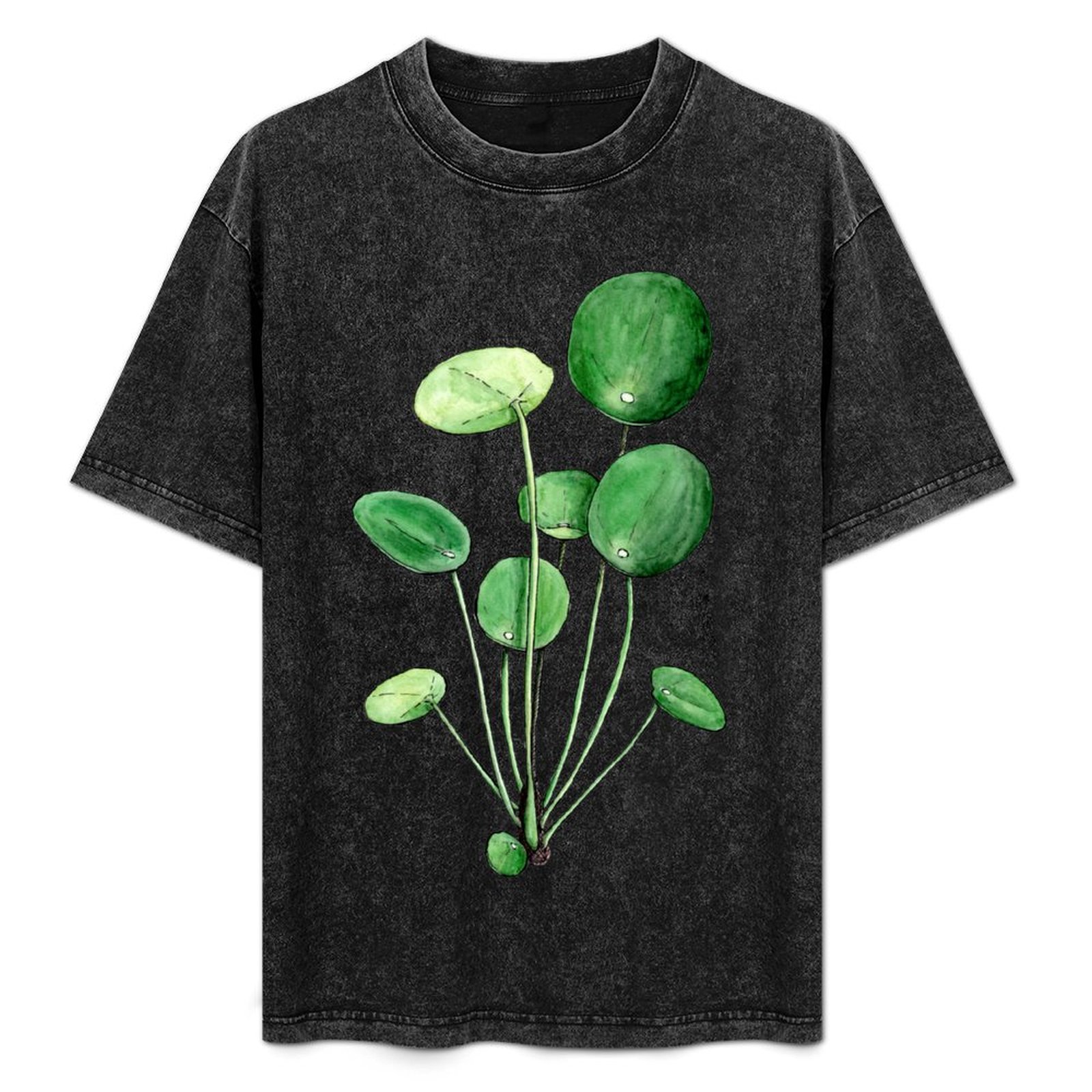 Pilea Peperomioides - Pilea Peperomioides - Watercolour Plant Illustration