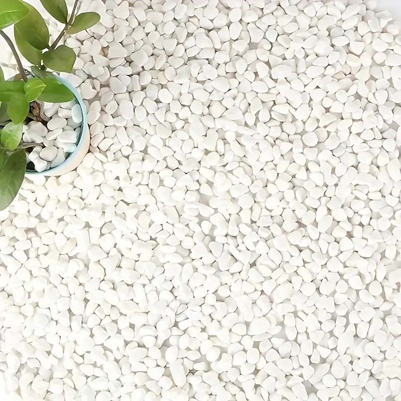 Echeveria Succulent - White Pebbles Decorative Stones for Plants