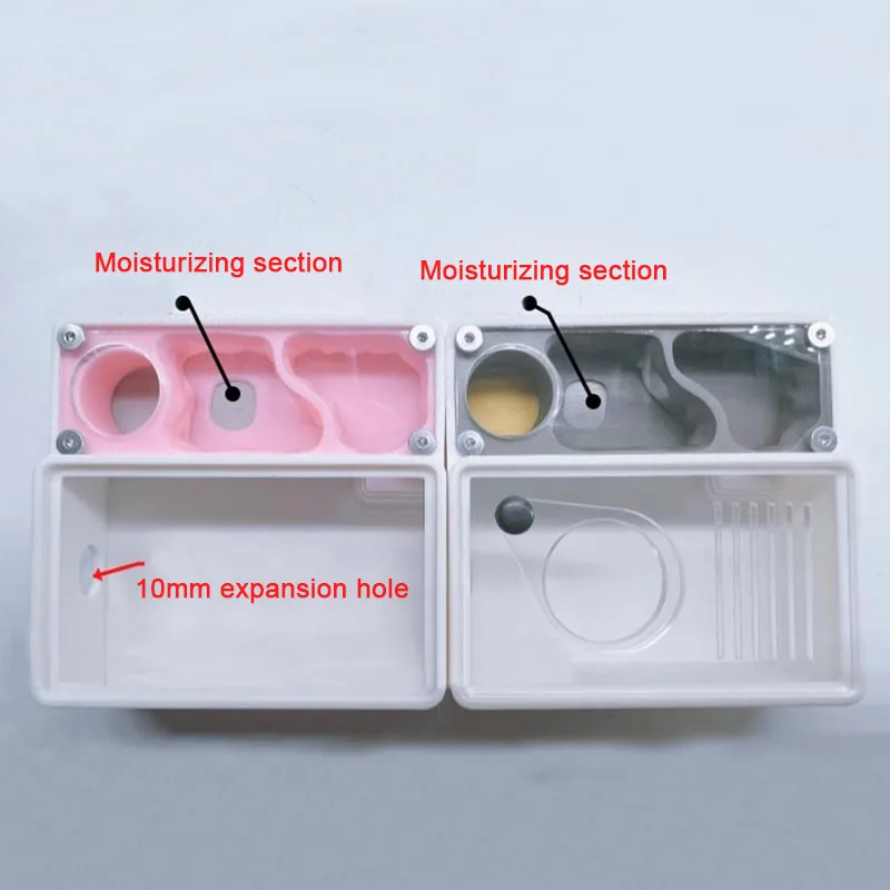 3D Printed Ant Farm queen ant' - Begonia Rex 리뷰 및 가격