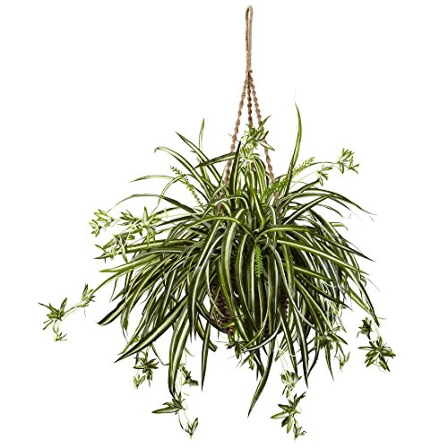 Spider Plant Hanging Basket - Spider Plant Hanging 리뷰 및 가격