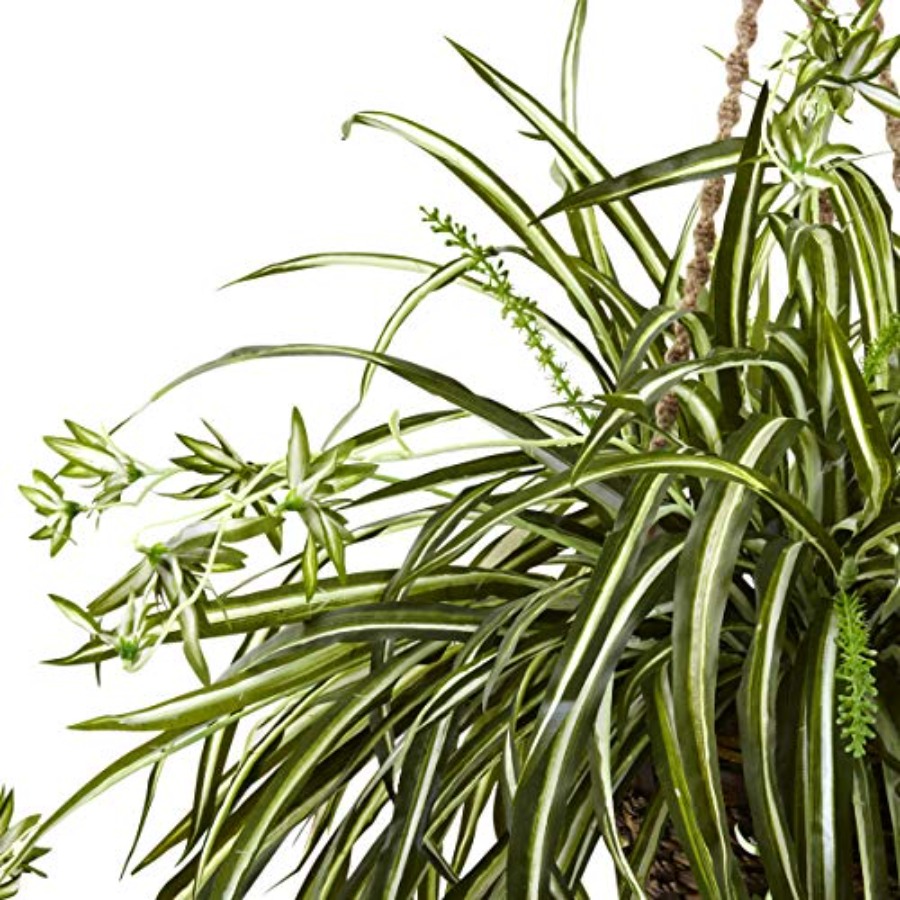Spider Plant Hanging Basket - Spider Plant Hanging 리뷰 및 가격