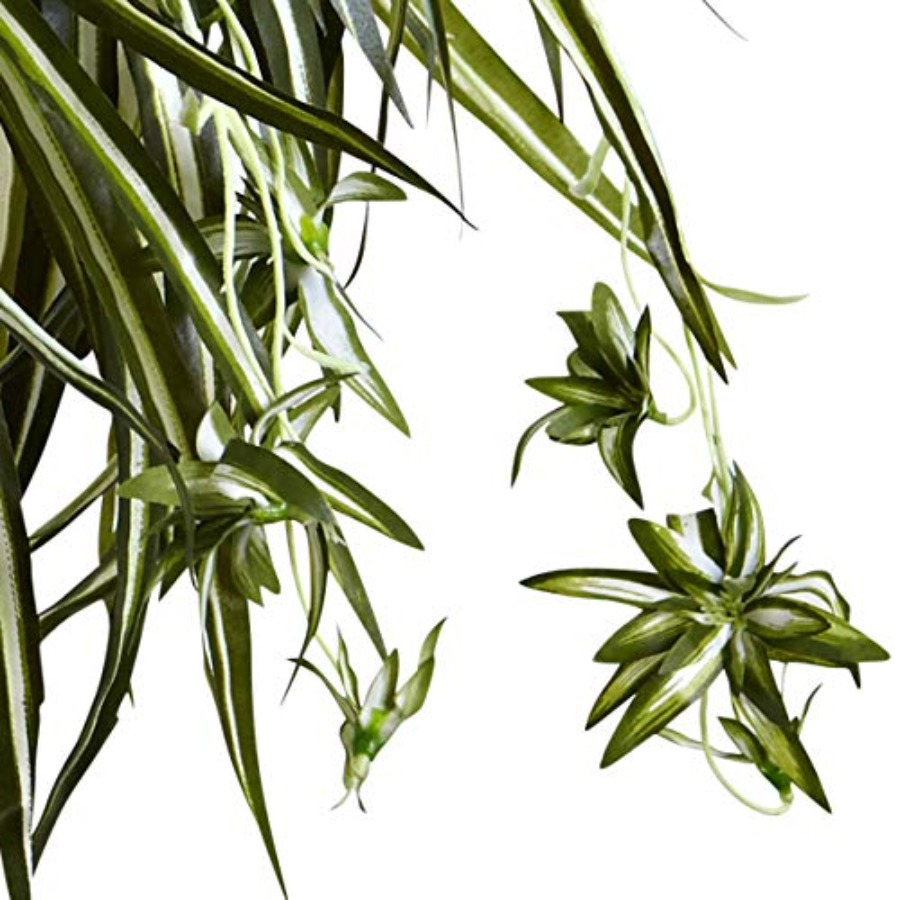 Spider Plant Hanging Basket - Spider Plant Hanging 리뷰 및 가격