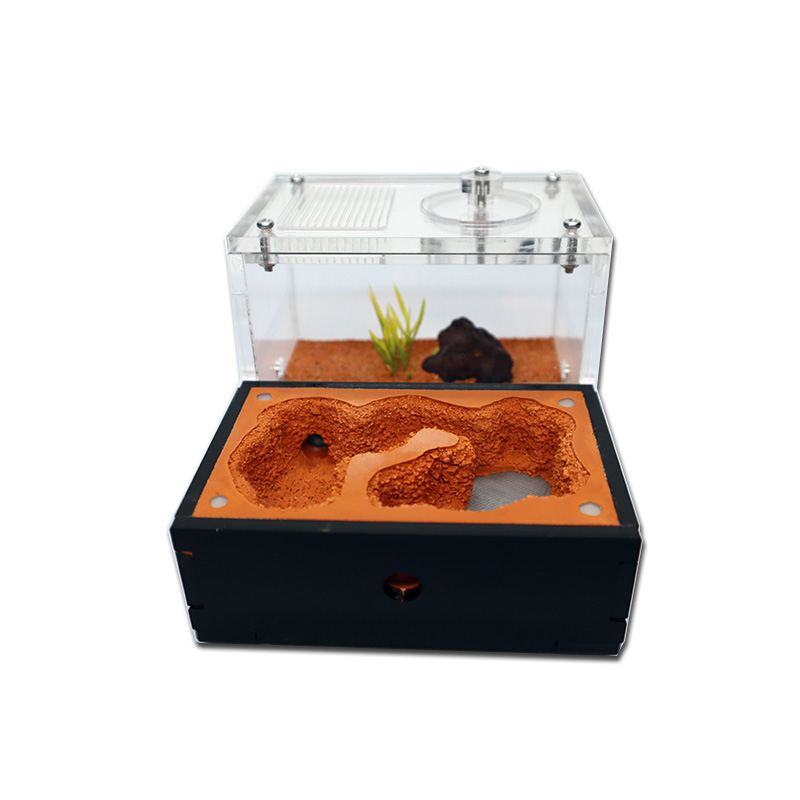Yellow Soil Ant Farm with Exte - Begonia Rex 리뷰 및 가격