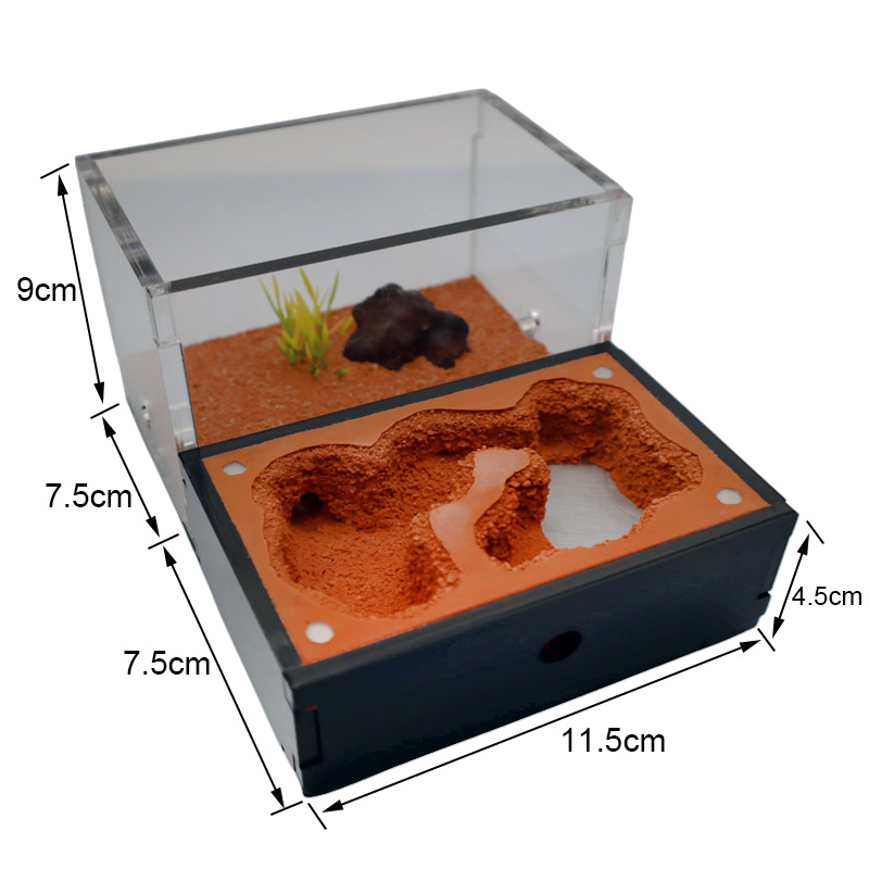 Yellow Soil Ant Farm with Exte - Begonia Rex 리뷰 및 가격
