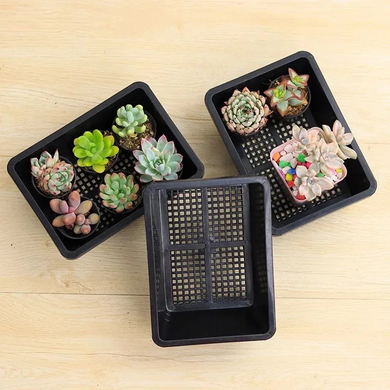 Succulent Plants Seedling Tray - Echeveria Succulent 리뷰 및 가격