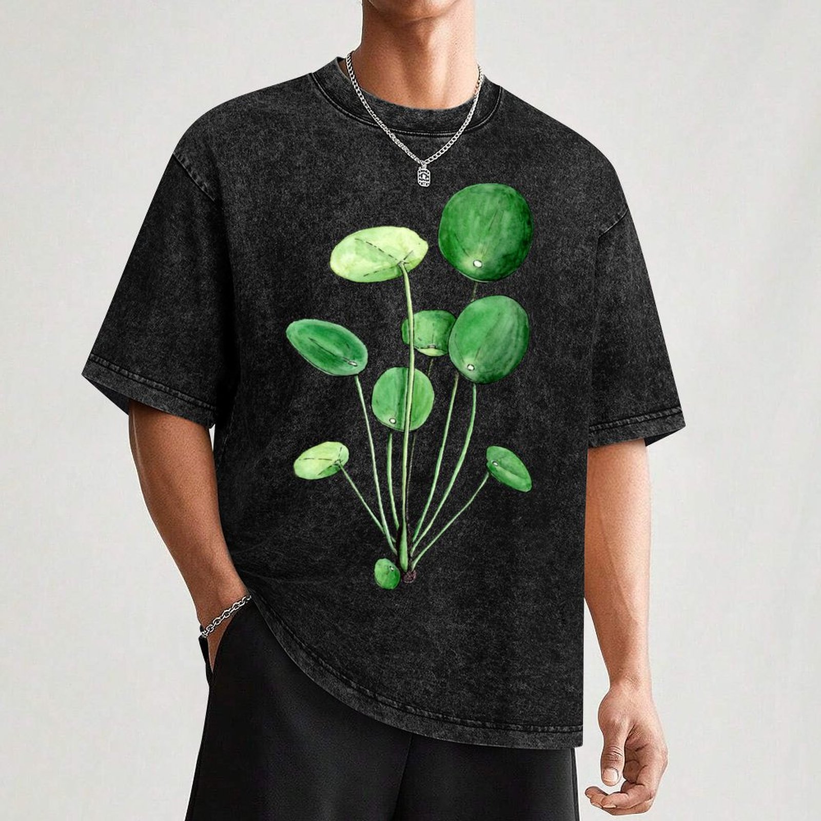 Pilea Peperomioides - Watercol - Pilea Peperomioides 리뷰 및 가격