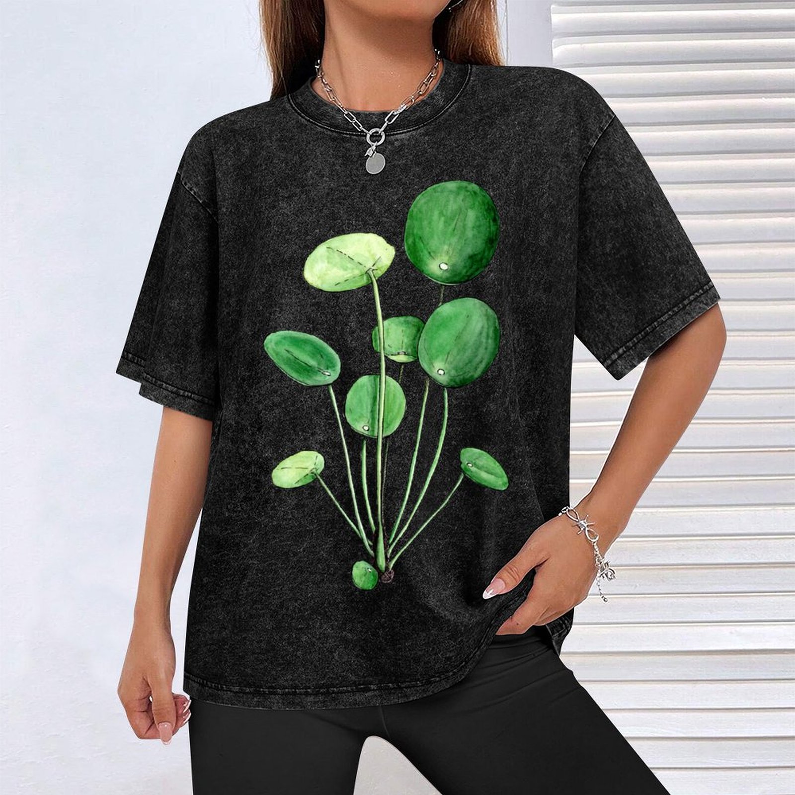 Pilea Peperomioides - Watercol - Pilea Peperomioides 리뷰 및 가격
