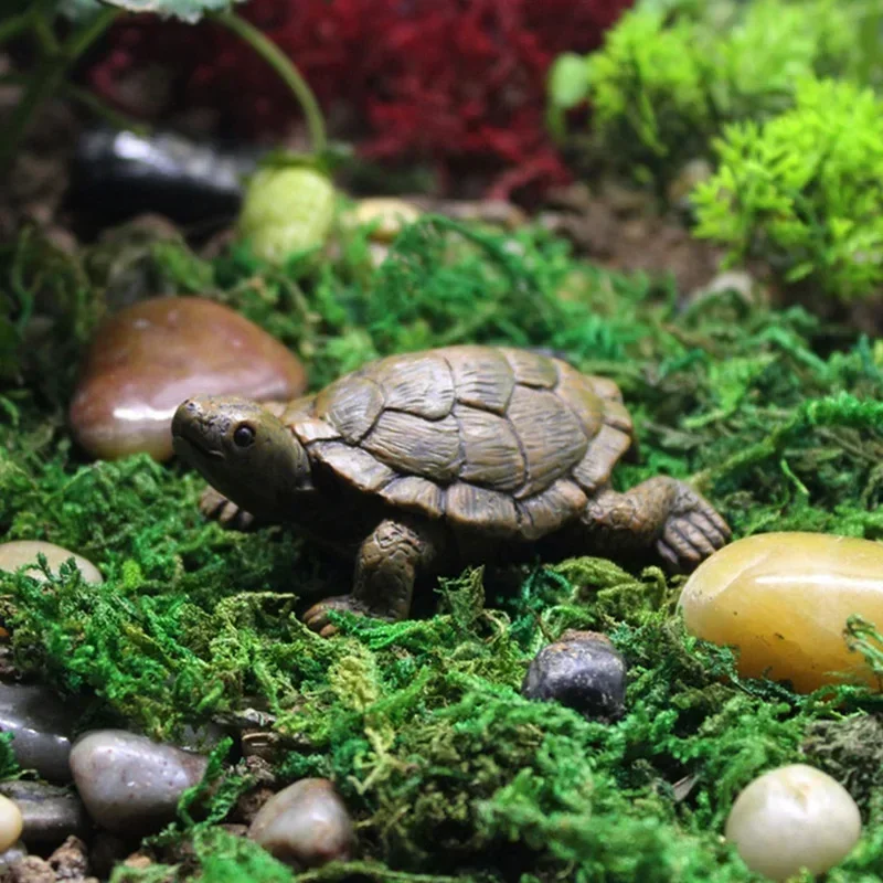 Simulation of Small Turtle Res - Echeveria Succulent 리뷰 및 가격