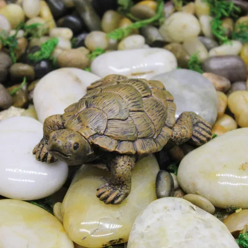 Simulation of Small Turtle Res - Echeveria Succulent 리뷰 및 가격