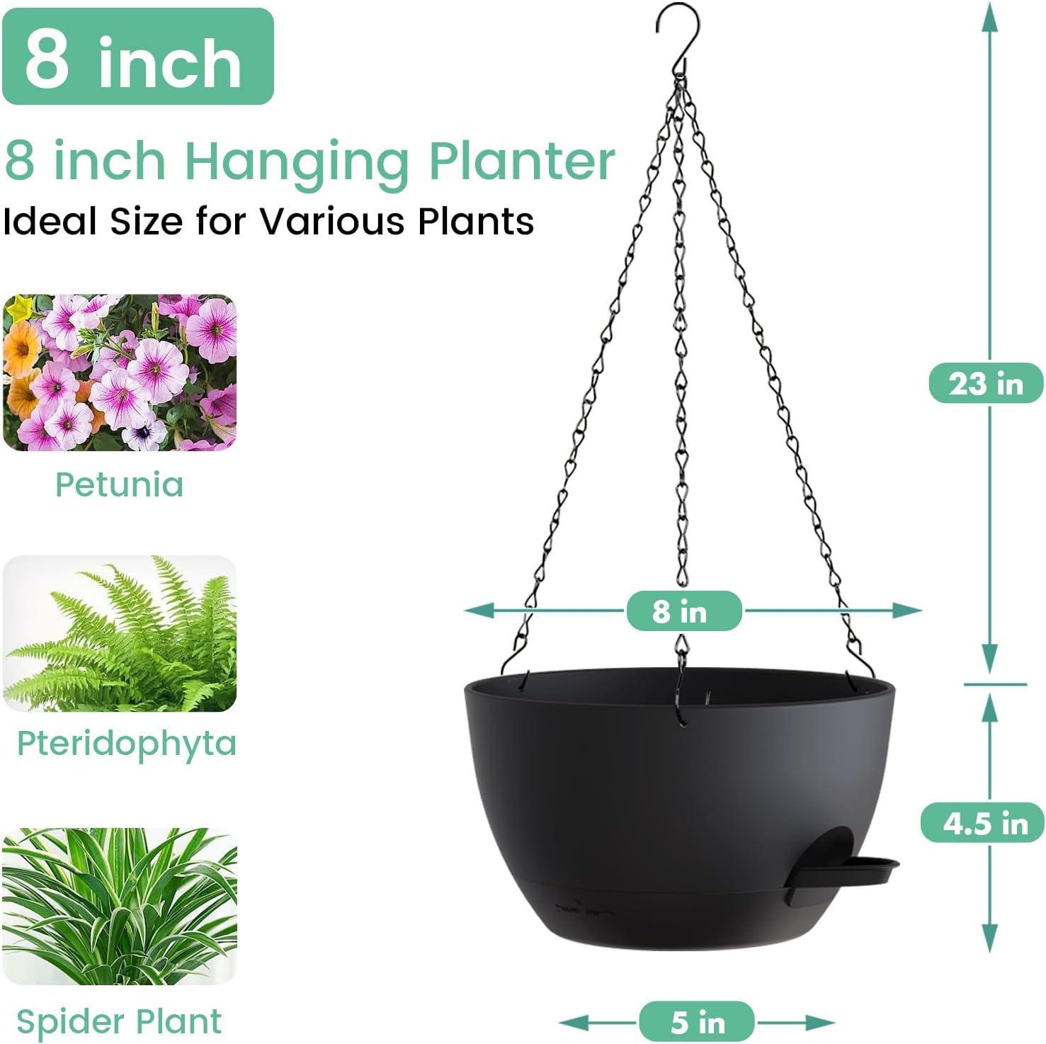 8 Inch Self Watering Hanging P - Spider Plant Hanging 리뷰 및 가격