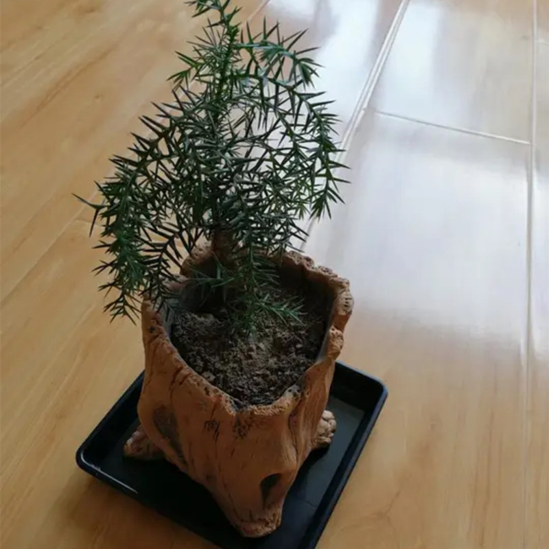 Imitation Wooden Stakes Tree R - Echeveria Succulent 리뷰 및 가격