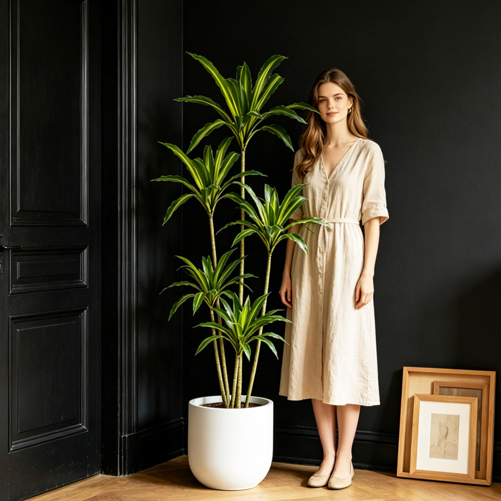 80-165cm Large Artifcial Draca - Dracaena Marginata 리뷰 및 가격