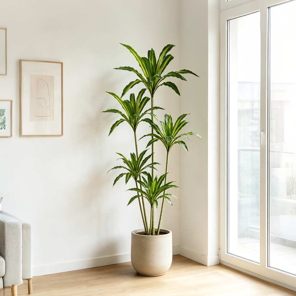 80-165cm Large Artifcial Draca - Dracaena Marginata 리뷰 및 가격