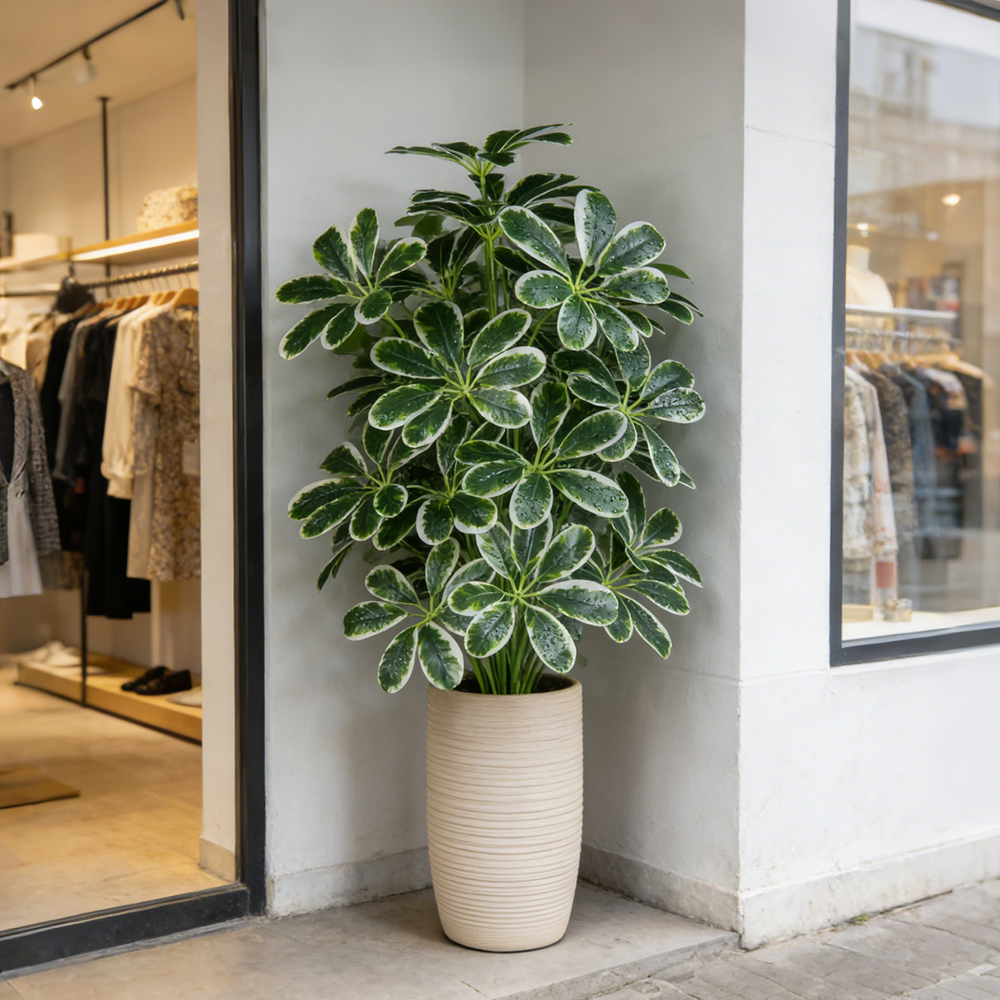 50-75cm Artifficial Maranta Pl - Dracaena Marginata 리뷰 및 가격