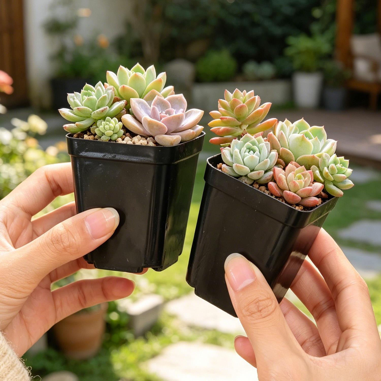10/50Pcs Square Succulent Plas - Echeveria Succulent 리뷰 및 가격