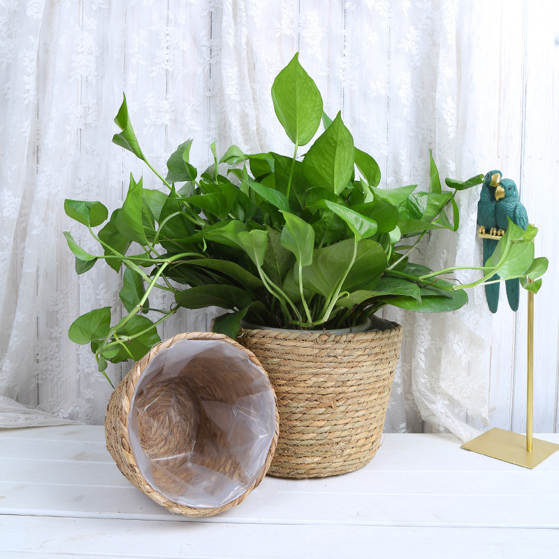 Straw Weaving Flower Plant Pot - Aloe Vera Pot 리뷰 및 가격