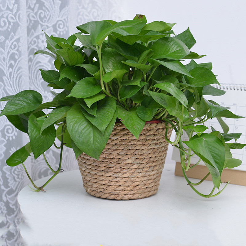 Straw Weaving Flower Plant Pot - Aloe Vera Pot 리뷰 및 가격