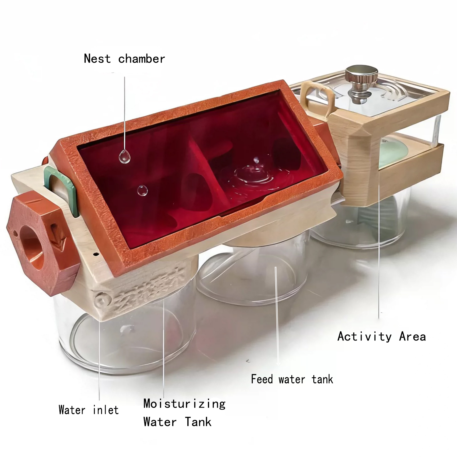 3D Ant Farm with Water Tower Q - Begonia Rex 리뷰 및 가격