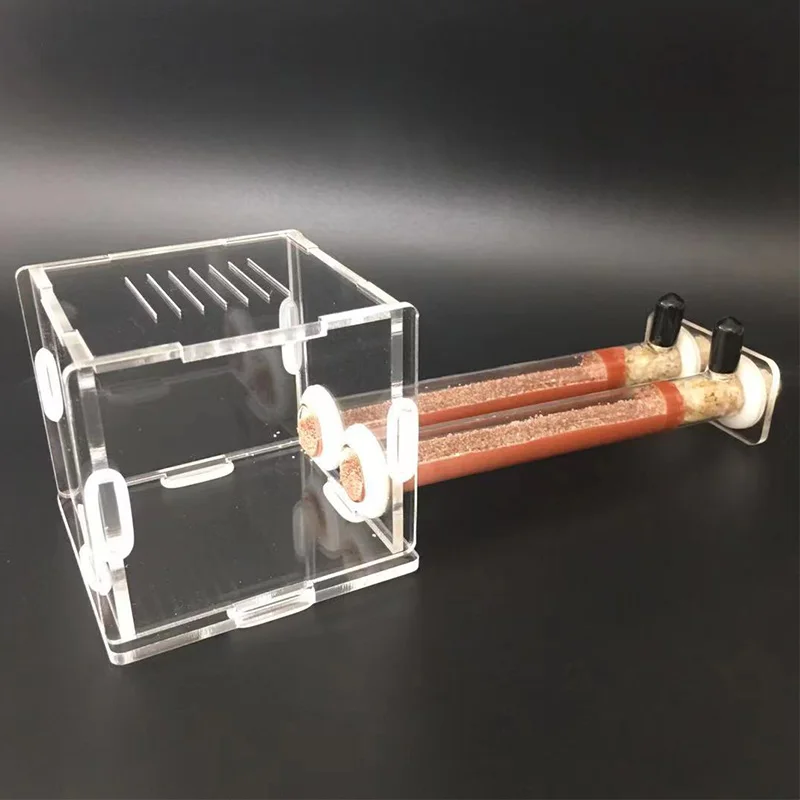 DIY Various Size Ant Farm Bamb - Begonia Rex 리뷰 및 가격