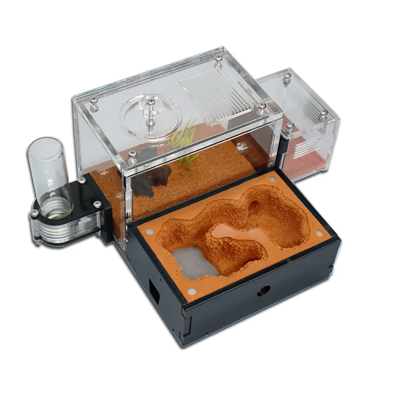 Yellow Soil Ant Farm with Exte - Begonia Rex 리뷰 및 가격