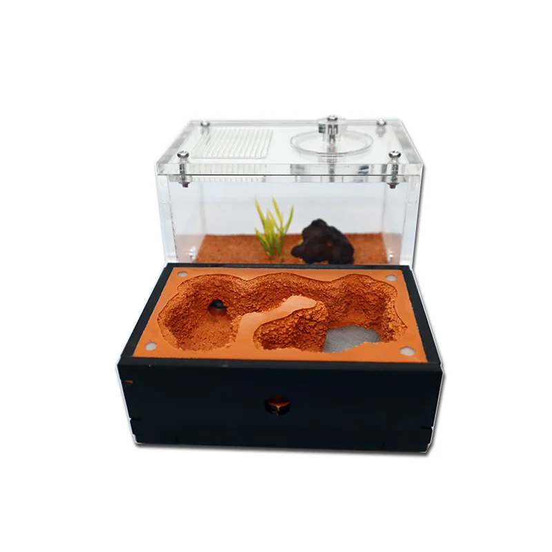 Yellow Soil Ant Farm with Exte - Begonia Rex 리뷰 및 가격