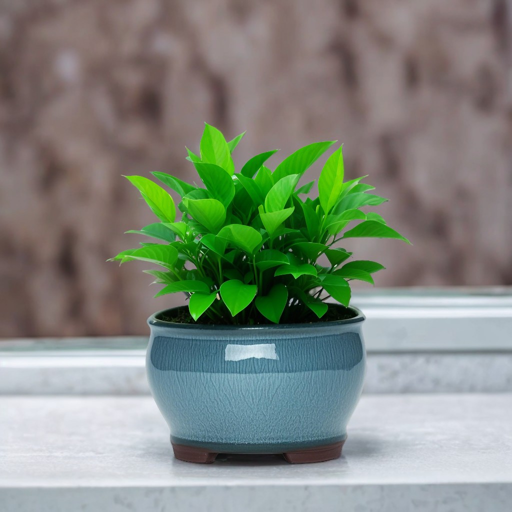 Ceramic Garden Planter Pots Ce - Aloe Vera Pot 리뷰 및 가격