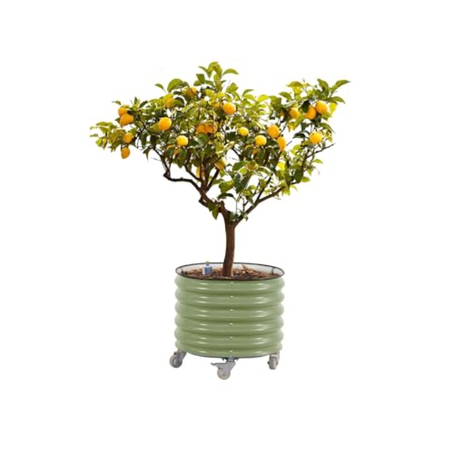 Self-Watering Rolling Metal Ci - Aloe Vera Pot 리뷰 및 가격
